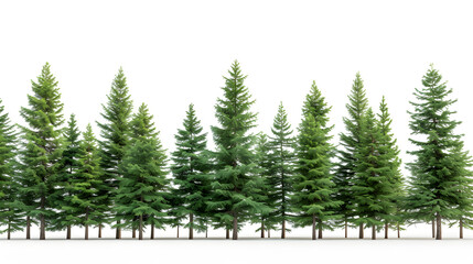Coniferous trees isolated on white background.