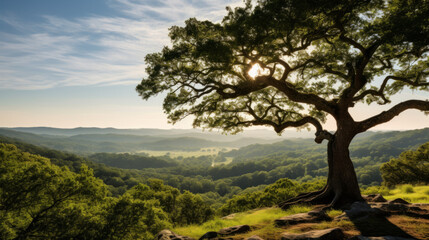 Tree on Top of Hill With View of Mountains