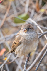Sparrow sits on a branch without leaves.