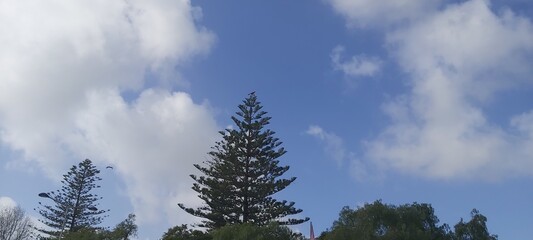 clouds over the forest