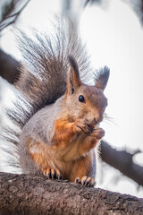 Obraz premium The squirrel with nut sits on tree in the autumn. Eurasian red squirrel, Sciurus vulgaris.