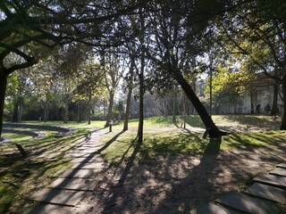 Fototapeta premium trees in the park