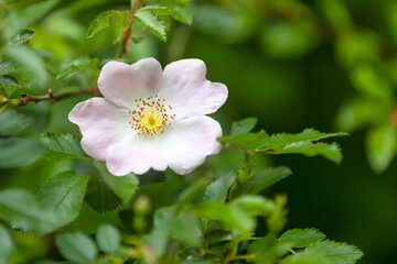 Pinkish dog rose flower