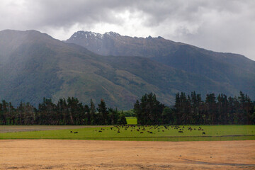 Westland District, South Island, New Zealand