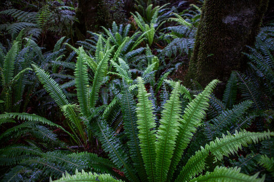 Crown Fern (Lomaria discolor, or Blechnum discolor) in  in Mount Aspiring National Park, Westland District, New Zealand.