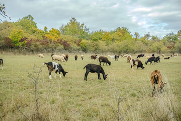 Naklejka na ściany i meble Herd of white and brown goats grazing on a pasture under Jelovica close