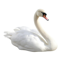 Obraz premium swan on the water