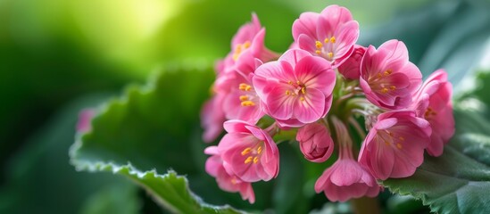 Fototapeta na wymiar Breathtaking Pink Flower with Lush Green Leaves and Bergenia: A Combination of Pink, Flower, Green, Leaves, Bergenia