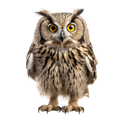 Naklejka premium owl isolated on white background 