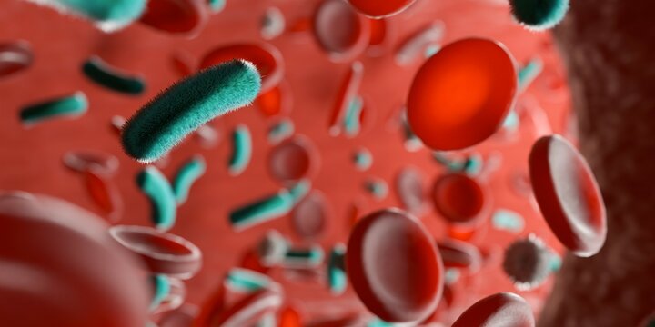 Bacteria in between red blood cells or corpuscles (erythrocytes) in human vein or artery close up macro, sepsis, blood poisoning, septicemia or toxemia concept