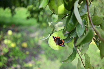 Birnen am Baum mit Schmetterling