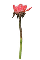 close up of red kecombrang or Etlingera elatior flowers or ginger torch isolated on transparent...