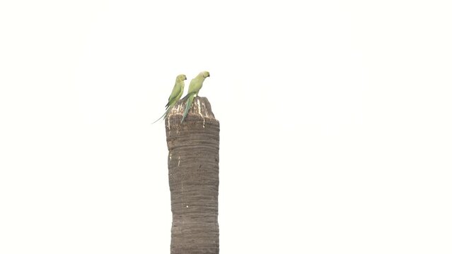 Rose-ringed Parakeet in a Palm Tree  , playing