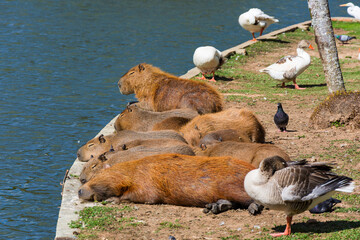 Group of free capybaras, geese and ducks sleeping on the city lake. Águas de Lindóia, São Paulo, Brazil.