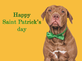 Happy St. Patrick's Day. Lovable, pretty puppy and a bright green leprechaun hat. Closeup, studio...