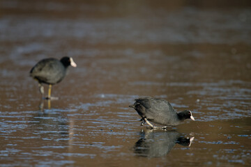 Foulque macroule - Fulica atra