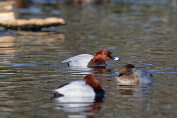 Fuligule milouin - Milouin d'Europe - Aythya ferina