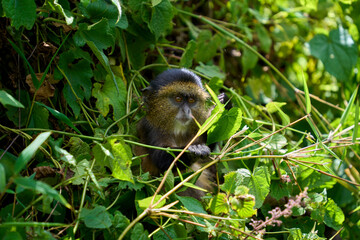 Young Golden Monkeys in the wild while on a trek in Volcanoes National Park, Rwanda © Adrian Solumsmo