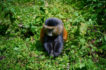 Golden Monkeys in the wild while on a trek in Volcanoes National Park, Rwanda