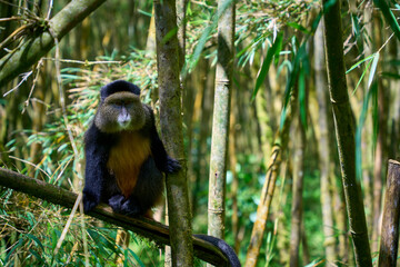 Golden Monkeys in the wild while on a trek in Volcanoes National Park, Rwanda