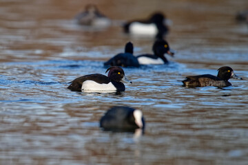Fuligule morillon - morillon huppé - Aythya fuligula 