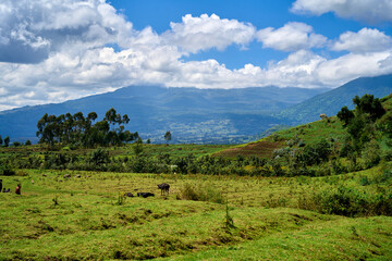 Fototapeta na wymiar Views while on a guided trek in Volcanoes National Park, Rwanda