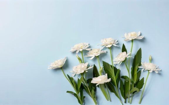White flowers composition on pastel blue background with copy space