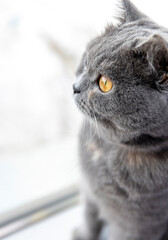 a gray fluffy cat of British breed with yellow eyes sits on the window
