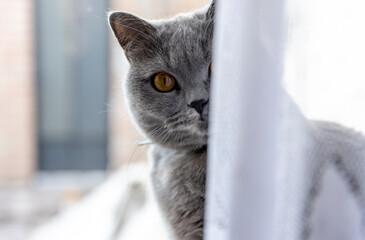 a gray fluffy cat of British breed with yellow eyes sits on the window
