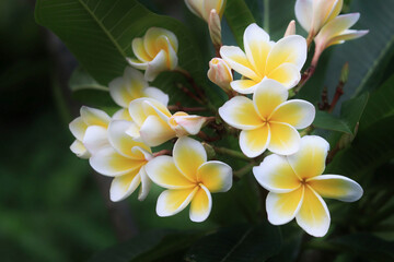 A bunch of frangipani flower on the tree, a close up view 