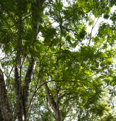 green leaves in the forest