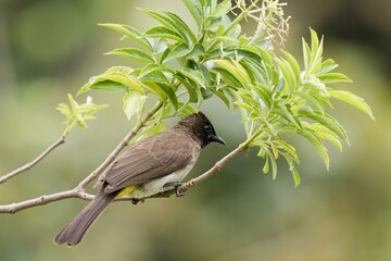 Garden Bulbul