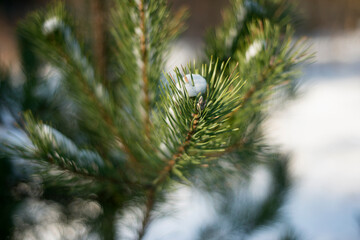 christmas tree branches