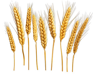 Collection of golden wheat stalks isolated on white