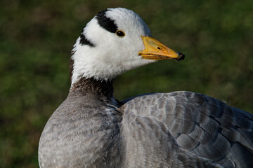 oie à tête barrée - Anser indicus
