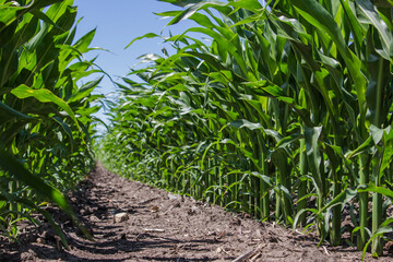 Waist high corn field