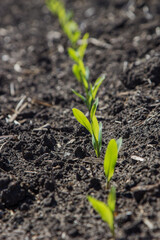 Row of corn seedlings