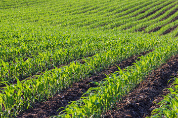 Rows of corn