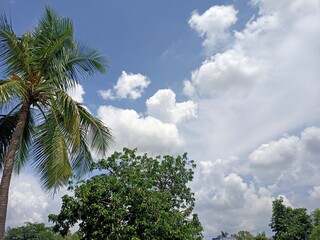 Fototapeta na wymiar Coconut tree and blue sky with white clouds