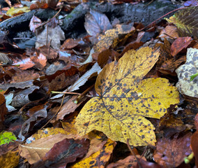 Welkes gelbes Ahornblatt am Boden eines Laubwaldes im Herbst