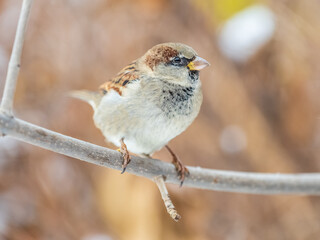 Sparrow sits on a branch without leaves.