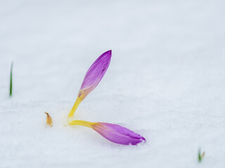 Purple crocus in the snow