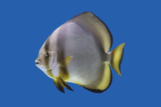 Cooper Batfish, Narrow-banded Batfish, Orbicular Batfish or round batfish ( fancy fish ) fish
