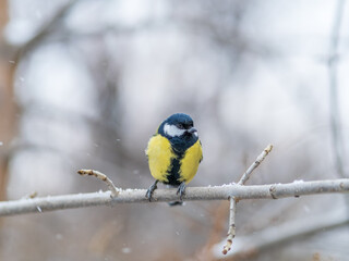 Cute bird Great tit, songbird sitting on the branch with blurred background