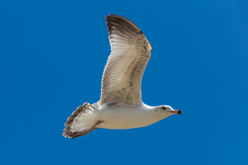 Seagull flying in the blue sky