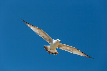 Seagull flying in the blue sky