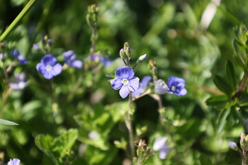 Veronica chamaedrys. Small blue flowers in the garden.