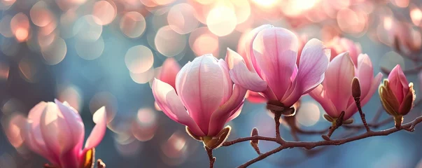 Fotobehang pink magnolia flowers © Ahmad