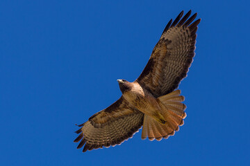 brown eagle flying in the blue sky