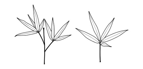 Hand drawn botanical illustration with outline of bamboo branches on a white background.